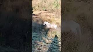 Ireland Countryside finding white horses at the farm #asmr #trending
