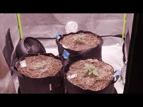 3x3 Auto Flower Grow - Week 1 | Grow Series 2