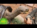 Unbelievable Creature The Giant Galapagos Tortoise Up Close