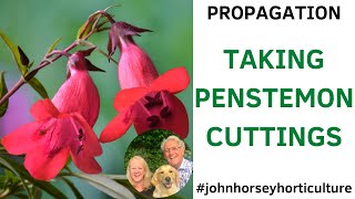 How to Take Cuttings from Penstemon Plants - Perennial Cuttings