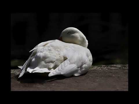 OTE, Cara Dee - When All Is Done (1970s Pop)