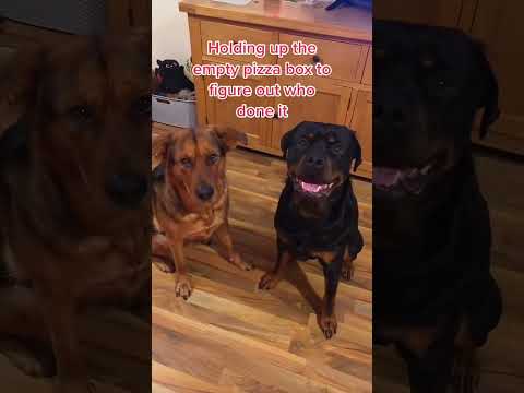 Funny and cute dogs compilation#funnydogs#cute#doglover#doglife#cure#dogshorts#pet#doglife#dogshorts