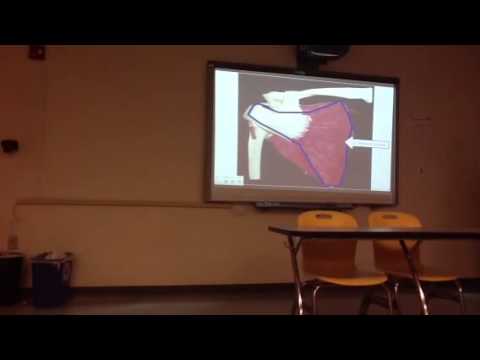 Fetena Solomon addis