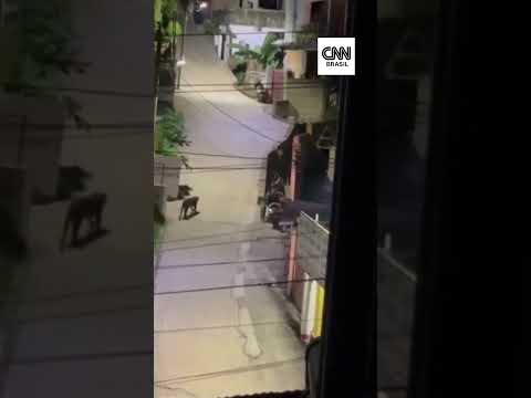 VÍDEO: Leopardos invadem área residencial na Índia; assista!
