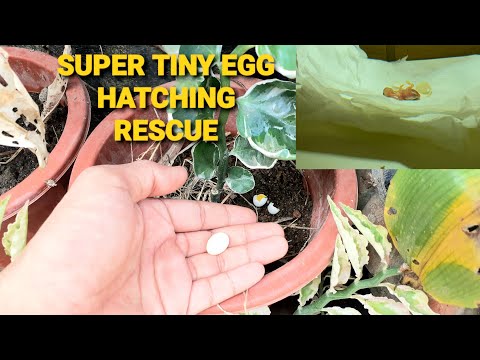The Smallest Bird you have ever seen - Tiny egg rescue