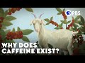 Why Does Caffeine Exist