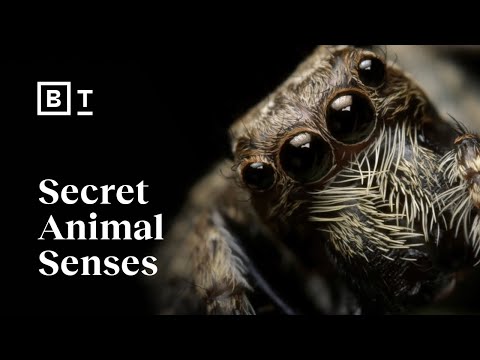 Mycorrhizal Fungi|The Roots of Life on Land