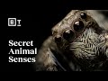 The Hidden Sensory World Of Animals Ed Yong