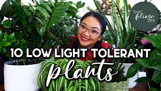 Low Light Tolerant Houseplants