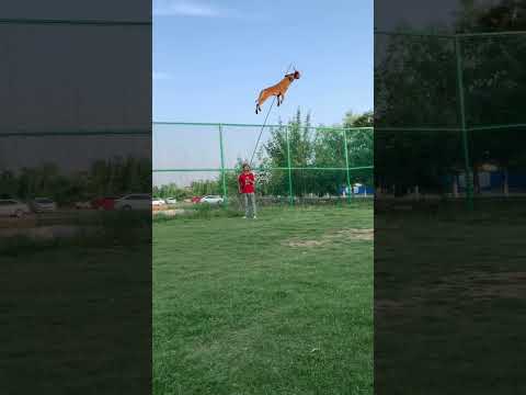 Belgian Malinois Jump Training #dogtraining #shepherd #dogtraining #dog #puppy #malinois jumping