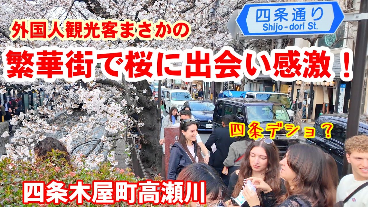 3/28(土)まさか四条で🌸外国人観光客、繁華街で桜に出会い感激！四条木屋町高瀬川の桜並木が見頃