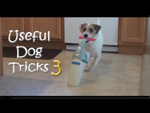 Jessie the Dog Performs Incredible Tricks