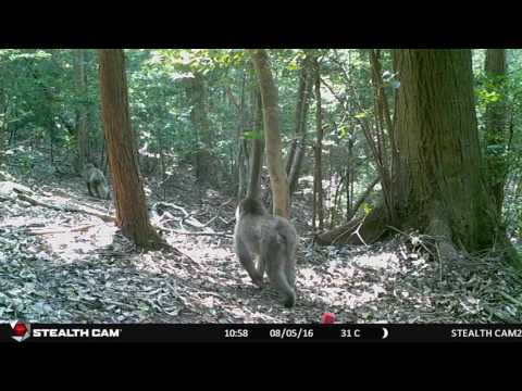 心理学科 ニホンザル 子ども 前編 （人間環境大学 演習林にて撮影）