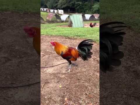 Slick lizard  farm🦎! Green legged sweater by Jerry adkins nauboo alabama!🐓🔥💯🦎