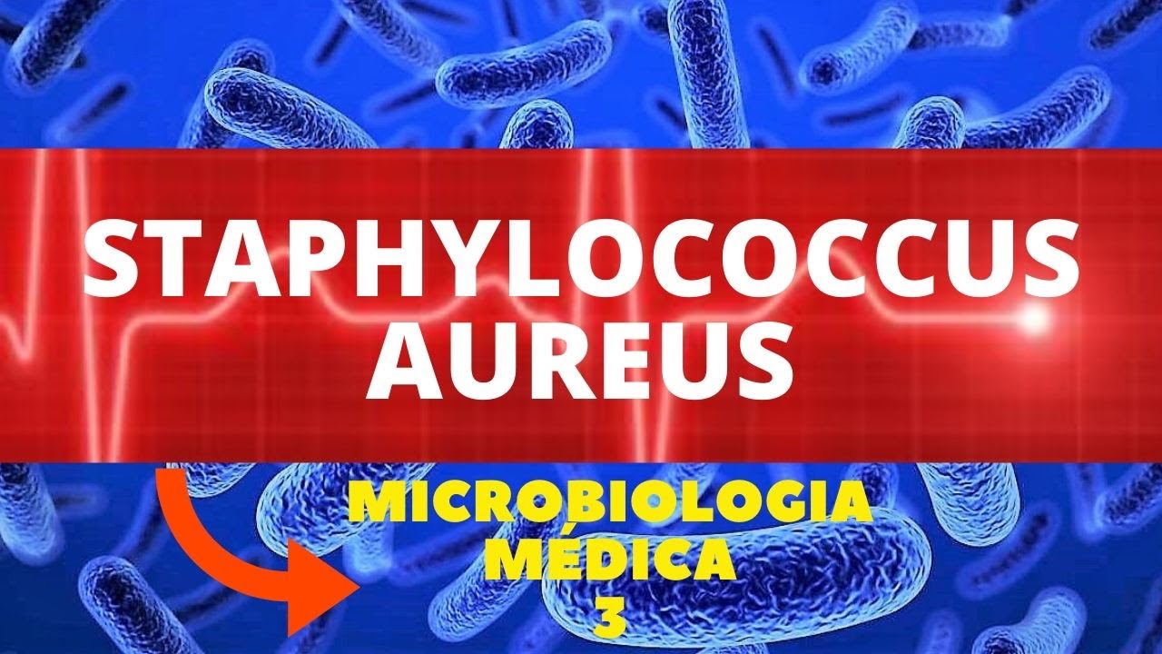 STAPHYLOCOCCUS AUREUS - MICROBIOLOGIA MÉDICA 3