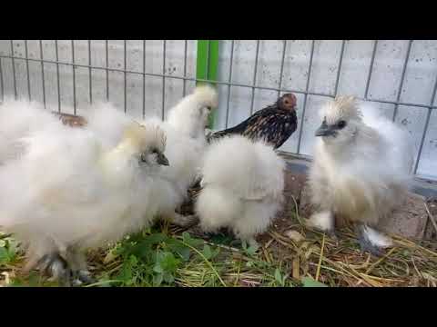 , title : 'Have you seen these kind of chickens? - Silkie (Silky) Chickens (more details in the description)'