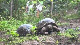 preview picture of video 'Tortugas Galapago en el Zoologico El ARCA, en Tena Ecuador.'