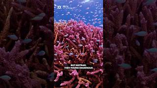 Download lagu The shocking thing found in the nuclear craters of Bikini atoll mp3