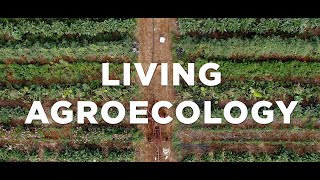 Living Agroecology: Growing Food, Fibre & Medicine the Forest way.