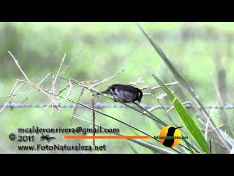 Sporophila americana