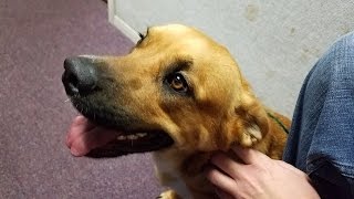 Allister is a German Shepherd, Dachsund Mix