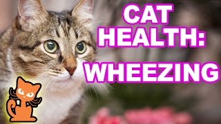 Cat Wheezing: What should I do if my cat is wheezing?
