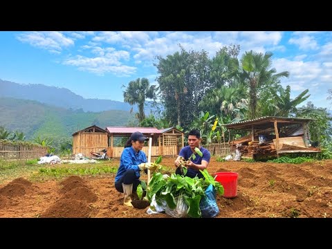 A beautiful day to plant taro and build a bedroom wall. To be alive is to dream.