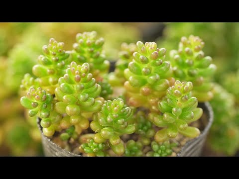 ジョスタベリー、ヨークベリー 植物