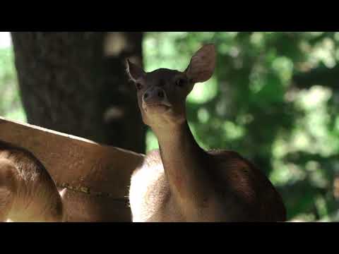 Nothing To Sniff feat. Paprodziad & Moonsailor - In the Jungle (LONDON DUB REMIX)