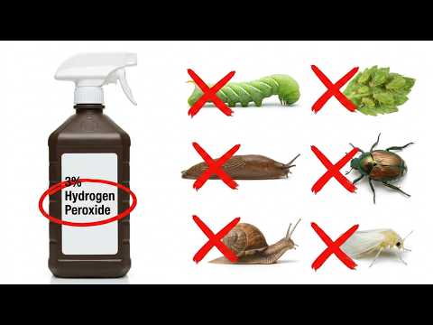 15 Garden Pests Hydrogen Peroxide Kills Better Than Store Sprays