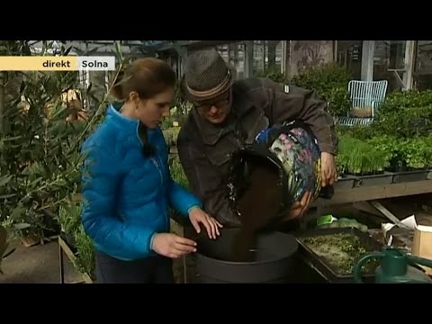 Odla och skörda din egen mat - oavsett var du bor - Nyhetsmorgon (TV4)