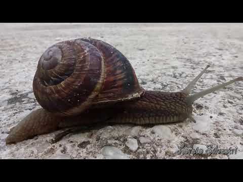 Storia di una lumaca che scoprì l'importanza della lentezza.