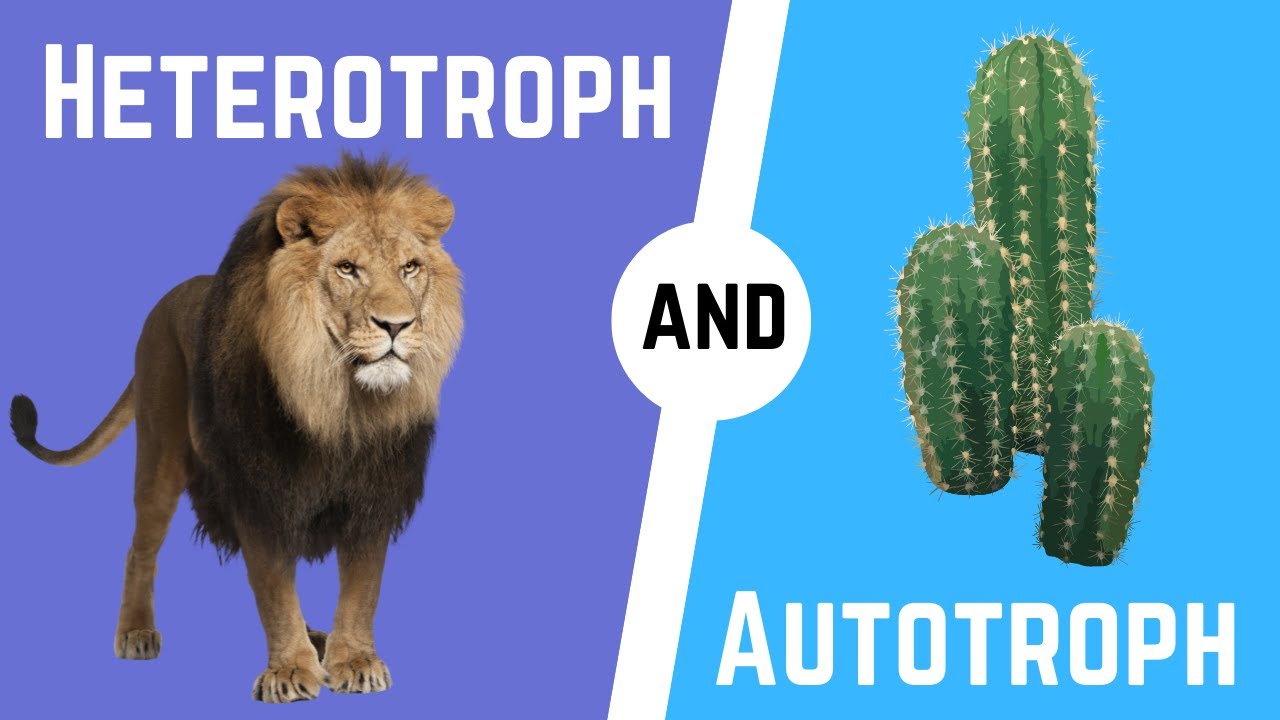 Which Autotroph is more common?