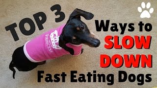 Cheap and Easy way to SLOW down a fast eating dog | My dog eats too fast