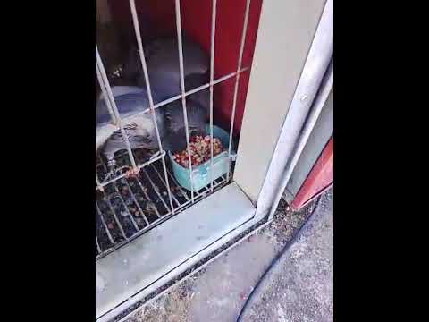 Más de la nueva generación fuego 🔥