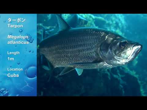 【動画お魚図鑑】ターポン (Atlantic tarpon)