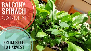 How to grow Spinach at home | Balcony Garden | Easy Vegetables | Palak harvest