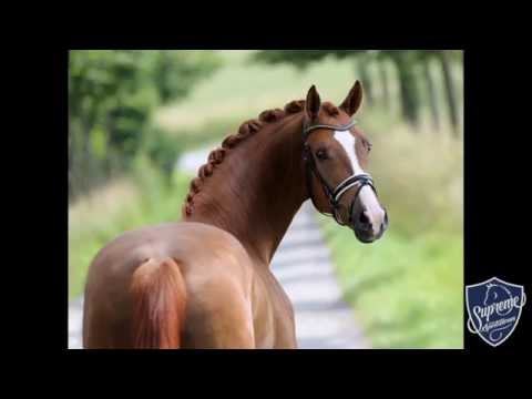 2012 Gelding by Charmeur (Florencio x Jazz) x Rock Forever x Fidermark