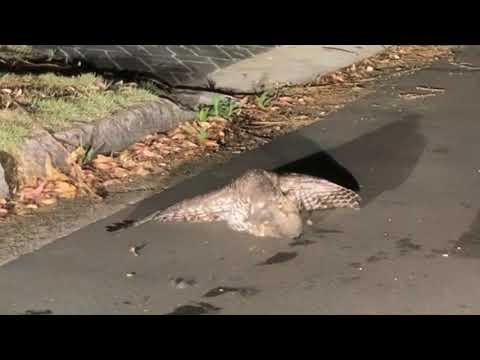 Powerful Owl predation of ring-tailed possum