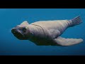Sea Lions Gift Fish To Marlin Robot Spy Sea Lion