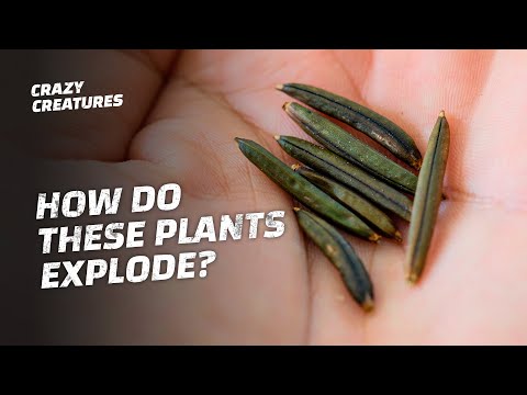 These Exploding Plants Will Blow Your Mind