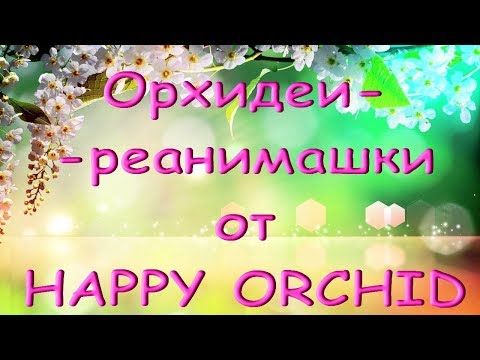 ОРХИДЕИ-УЦЕНКИ от"Happy Orchid" спустя 2,5 месяца.