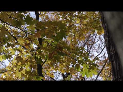 Eusebie Mandicevschi - Liturghia Nr.1. - Partea: VII Sfânt (Molto moderato) – 1880.