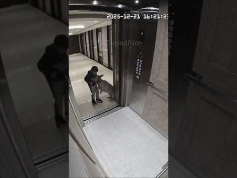 A Dog Acting Strange in Front of the Elevator / 엘레베이터 앞에서 보인 강아지의 이상한 행동 #ai #funny #animals #fyp