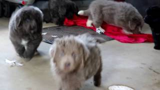 Newfoundland Puppies For Sale