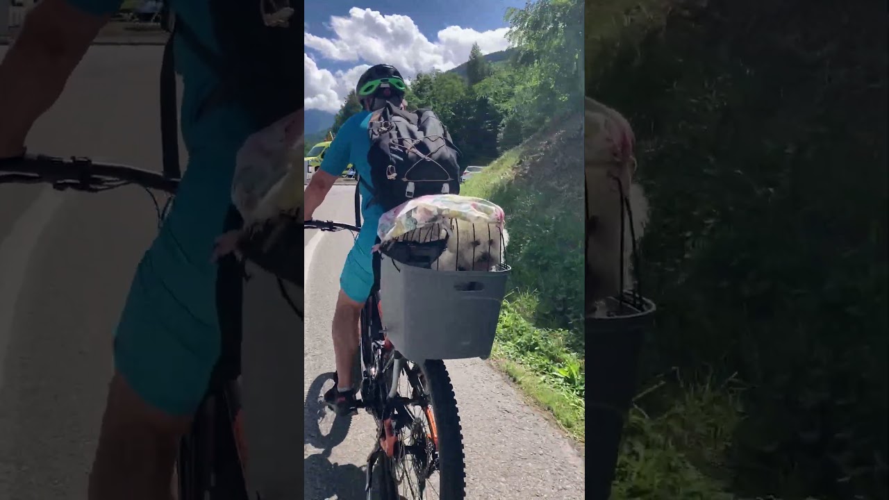 Tour de France moment - dog