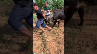 Download lagu LEMBU KORBAN MENGGANAS #short #subscribe #lembu #raya #2023 #lawak mp3