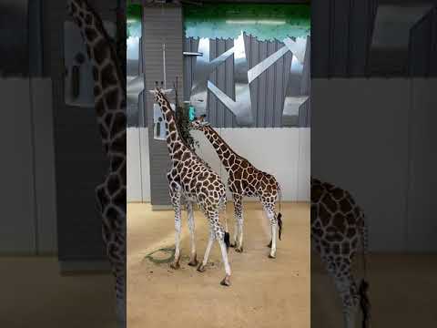 Keeper Corner: Giraffe