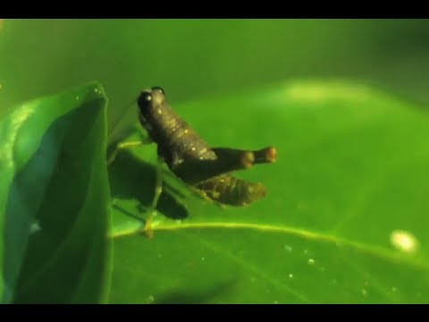 アメージング・アマゾンの12匹の動物たち(スロウ・モーと一緒に) - Smarter Every Day 76 (12 Animals in The Amazing Amazon (with Slow Mo) - Smarter Every Day 76)