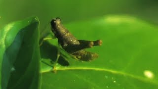 12 Animals in The Amazing Amazon (with Slow Mo) - Smarter Every Day 76